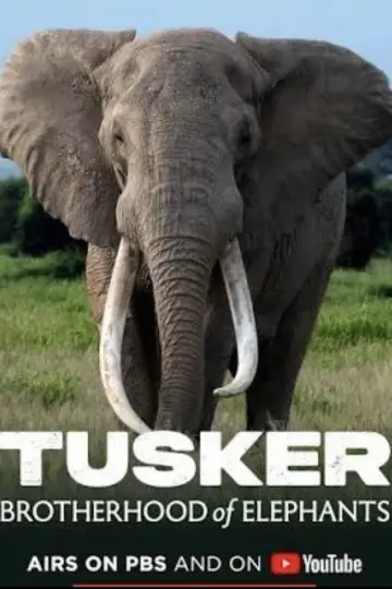 Plakat do filmu "Tusker: Brotherhood of Elephants" #544227
