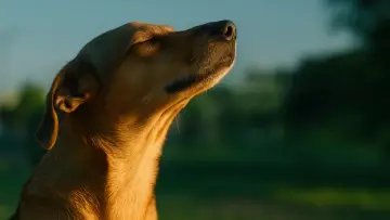 Zasłona do filmu "Caju, Meu Amigo" #541326