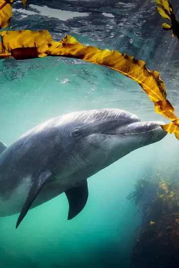 Plakat do filmu "Why We Love Dolphins" #803370