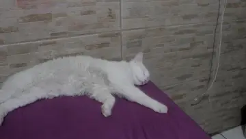 Zasłona do filmu "Viagem dos Sonhos" #564823