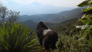 Zasłona do filmu "A Gorilla Story: Told by David Attenborough" #776260