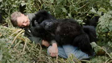 Zasłona do filmu "A Gorilla Story: Told by David Attenborough" #776261