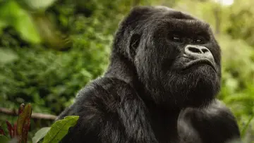 Zasłona do filmu "A Gorilla Story: Told by David Attenborough" #832779