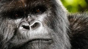 Zasłona do filmu "A Gorilla Story: Told by David Attenborough" #832781