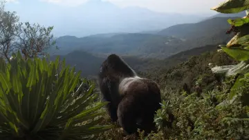 Zasłona do filmu "A Gorilla Story: Told by David Attenborough" #832785