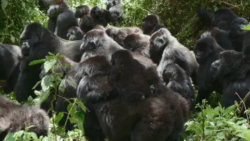 Zasłona do filmu "A Gorilla Story: Told by David Attenborough" #832788