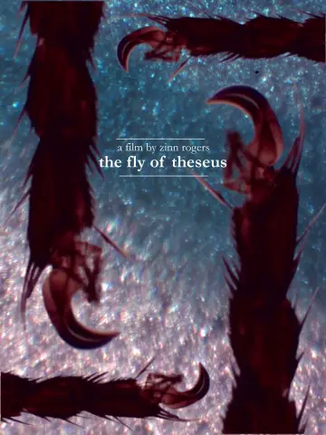 The Fly of Theseus