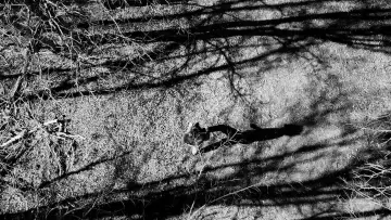 Zasłona do filmu "The Trail" #1139562