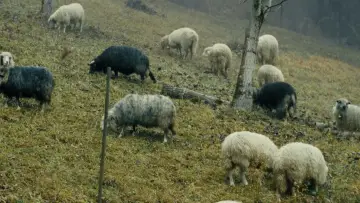 Zasłona do filmu "Братчик" #662603
