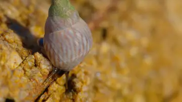 Zasłona do filmu "Shells: Shaped by Nature" #1159093