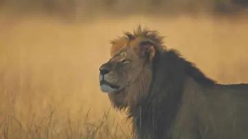 Zasłona do filmu "Cecil" #745938