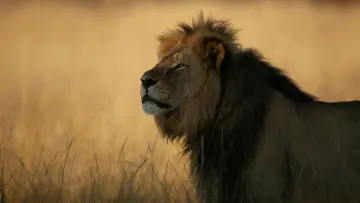 Zasłona do filmu "Cecil" #787517