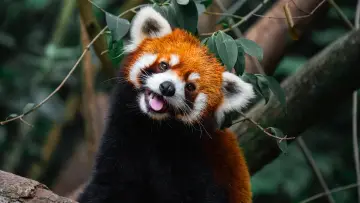 Zasłona do filmu "Wild Asia: Life at Extremes" #1174985