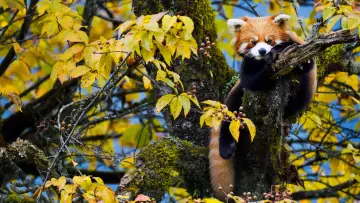 Zasłona do filmu "Wild Asia: Life at Extremes" #1174987