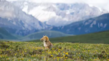 Zasłona do filmu "Wild Asia: Life at Extremes" #1174988