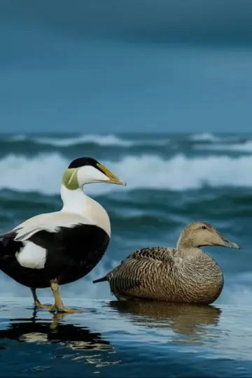 Plakat do filmu "The Cry of the Eider" #803070