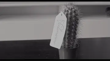 Zasłona do filmu "The Cactus" #1649092