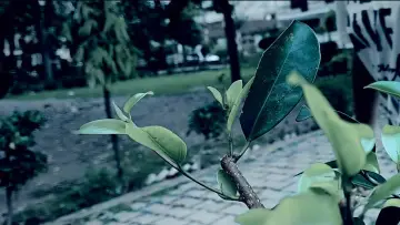 Zasłona do filmu "STUDIE" #1149498