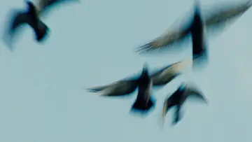 Zasłona do filmu "Pigeonman" #775976