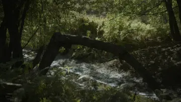 Zasłona do filmu "SILVA NATURA" #913762