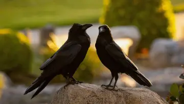 Zasłona do filmu "What Ravens Do" #1152622