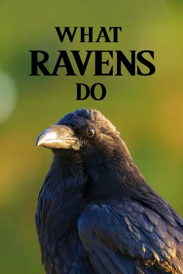 Plakat do filmu "What Ravens Do" #1152623