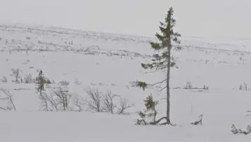 Un arbre és un arbre