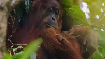 Zasłona do filmu "Orangutan" #776557