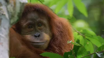 Zasłona do filmu "Orangutan" #776558