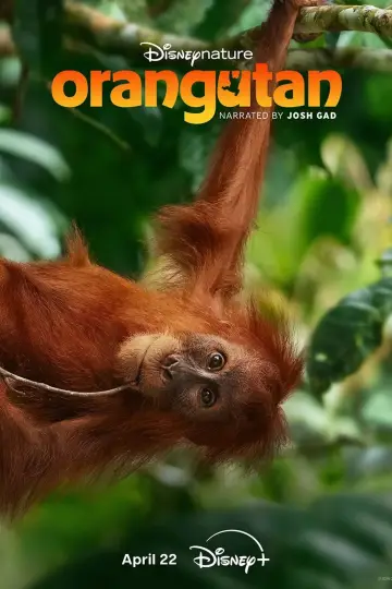 Plakat do filmu "Orangutan" #798704