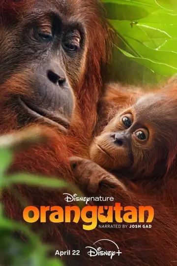 Plakat do filmu "Orangutan" #798705