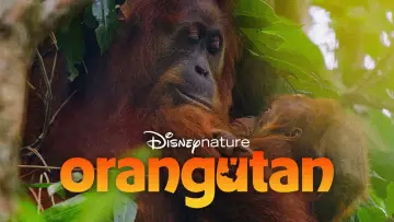 Zasłona do filmu "Orangutan" #817525
