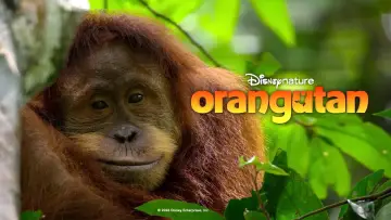 Zasłona do filmu "Orangutan" #817526