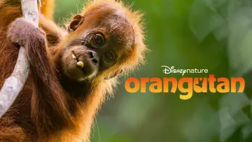 Zasłona do filmu "Orangutan" #817527