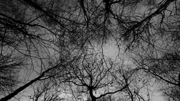 Zasłona do filmu "Spectral Tranquility" #777346