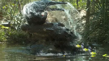 Zasłona do filmu "Crocodile: Australia