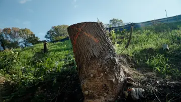 Zasłona do filmu "The Tree Economy" #775522