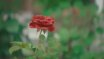 Zasłona do filmu "ラプソディ・ラプソディ" #821154
