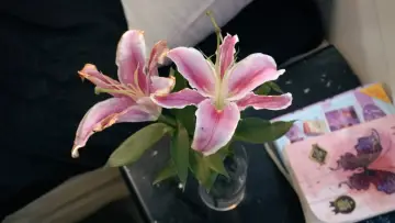 Zasłona do filmu "Lily" #800991