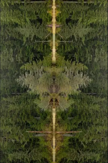 Mirrorpond plakat