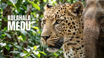 Zasłona do filmu "കോലാഹലമേട്" #1143648