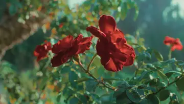 Zasłona do filmu "Le rose di Marrakech" #1896066