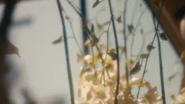 Zasłona do filmu "Wedding Flowers" #977412