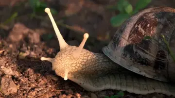 Zasłona do filmu "The Left Hand Snail" #1143272