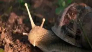 Zasłona do filmu "The Left Hand Snail" #822379