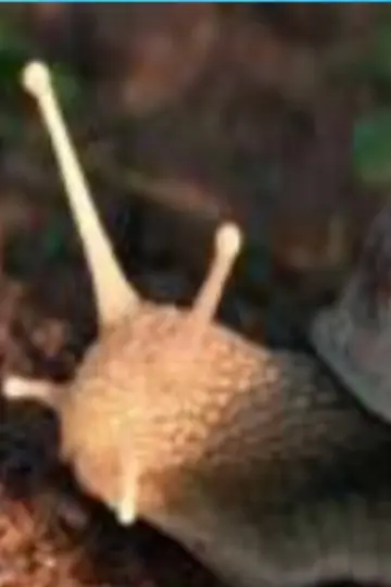 The Left-Handed Snail