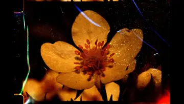 Zasłona do filmu "À fleur de cendres" #1196353