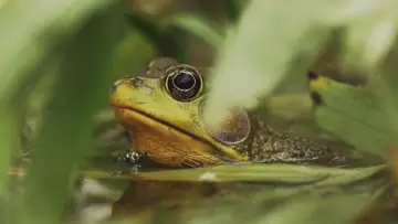 Zasłona do filmu "Understanding Myself as an Amphibian" #846305