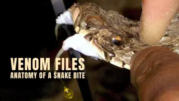 Zasłona do filmu "Venom File - Anatomy of a snake bite" #878167