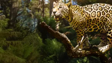 Zasłona do filmu "Jungle Cat" #1873647